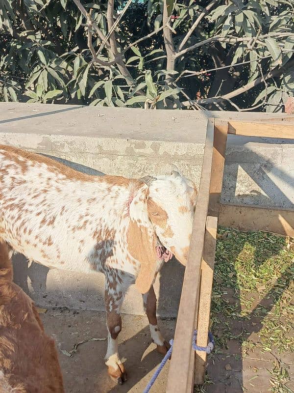 Desi Bakra, Bakri, goat 1