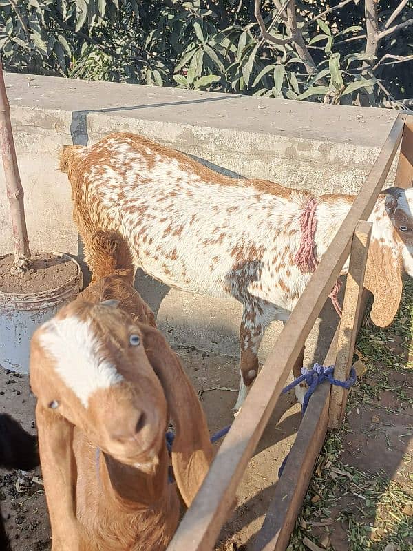 Desi Bakra, Bakri, goat 3