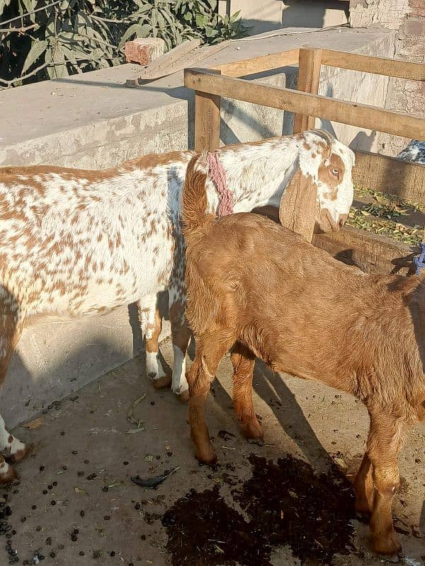 Desi Bakra, Bakri, goat 4