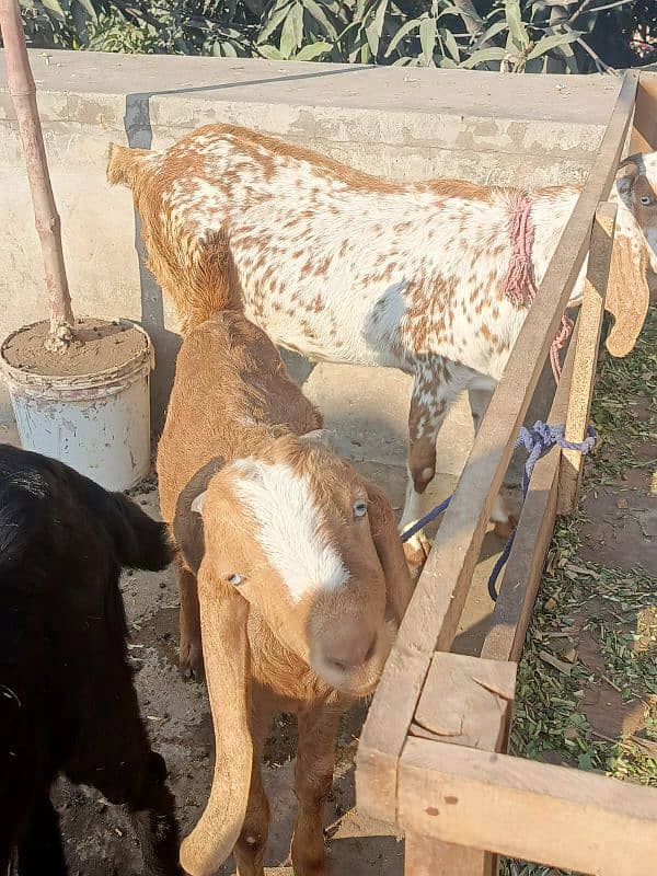 Desi Bakra, Bakri, goat 5