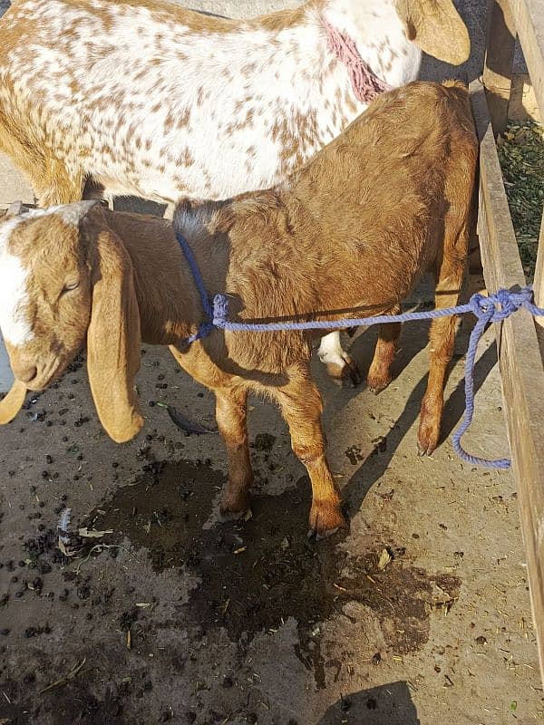 Desi Bakra, Bakri, goat 6