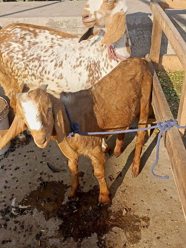 Desi Bakra, Bakri, goat 7