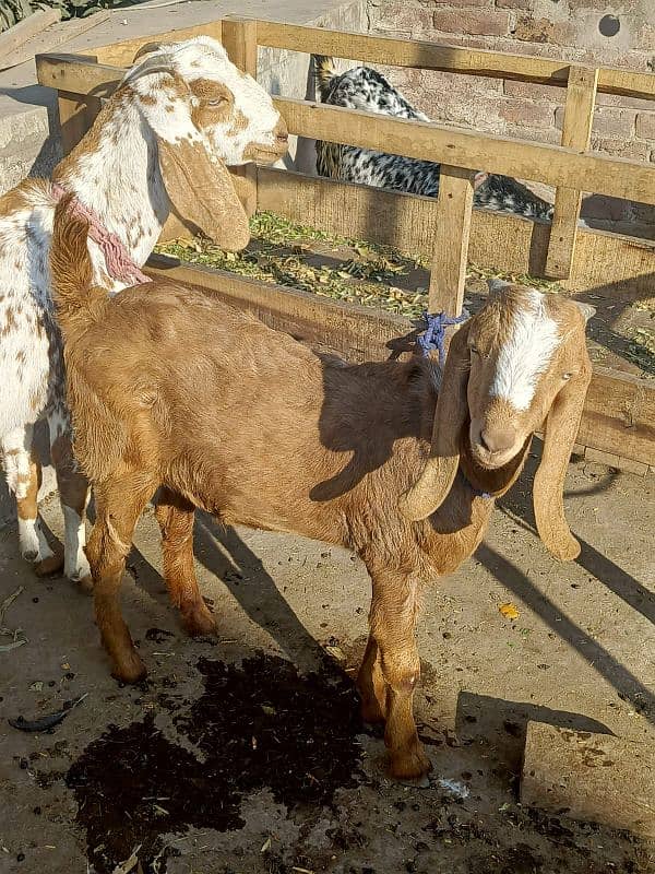 Desi Bakra, Bakri, goat 8