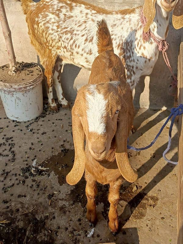 Desi Bakra, Bakri, goat 9