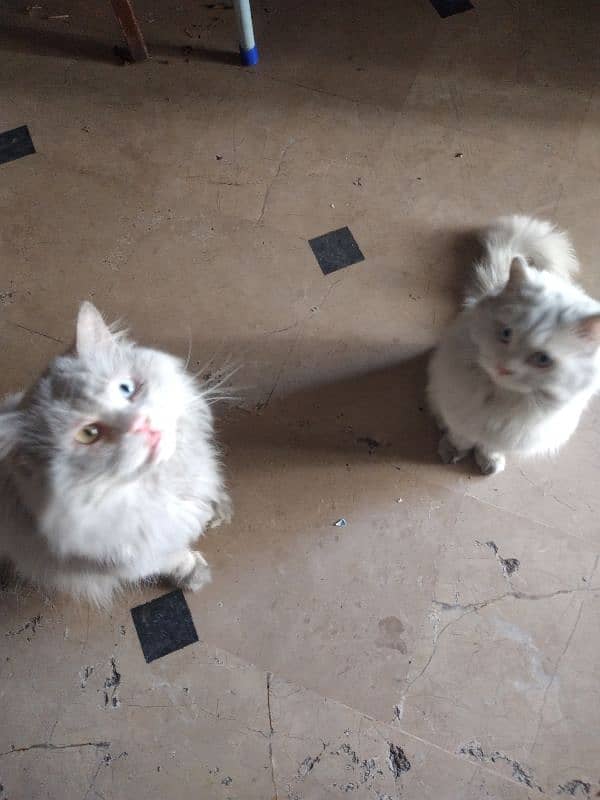 White Persian Pair for Sale 7