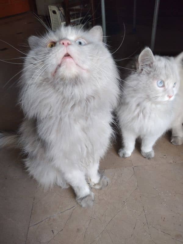 White Persian Pair for Sale 6