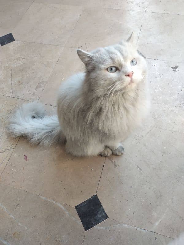 White Persian Pair for Sale 16