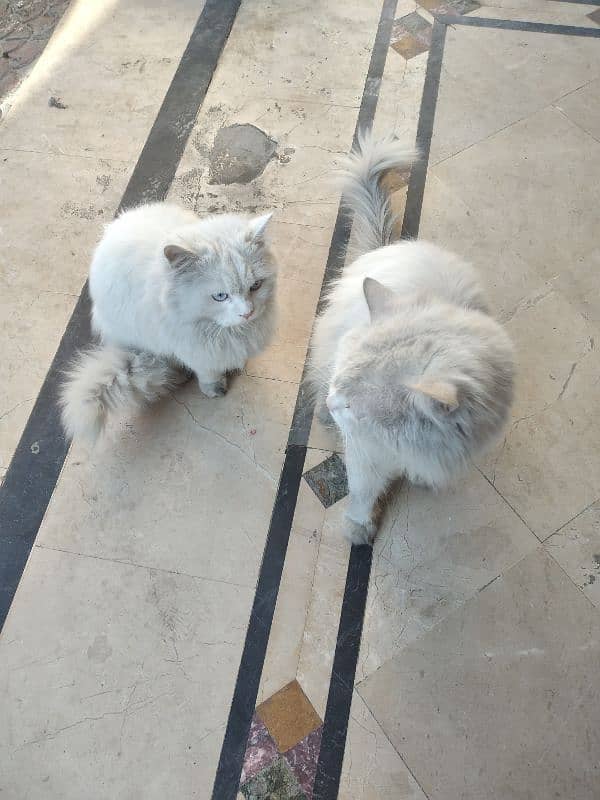 White Persian Pair for Sale 4