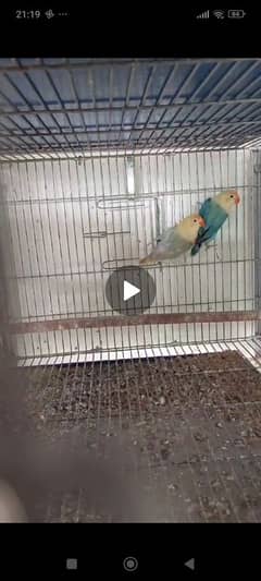 all types of love bird are available at very low price