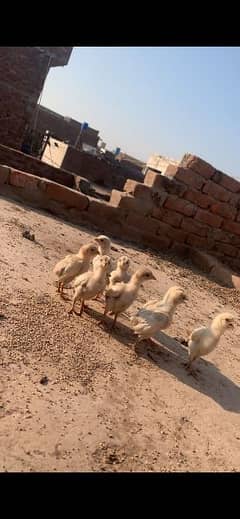 Heera white eyes pair chicks