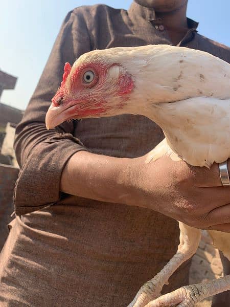 Heera white eyes pair chicks 2