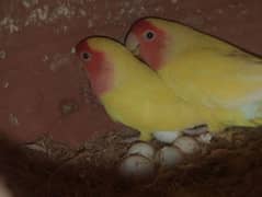 Love birds albino fisher lutino blue pasnata and 12 pairs budgries