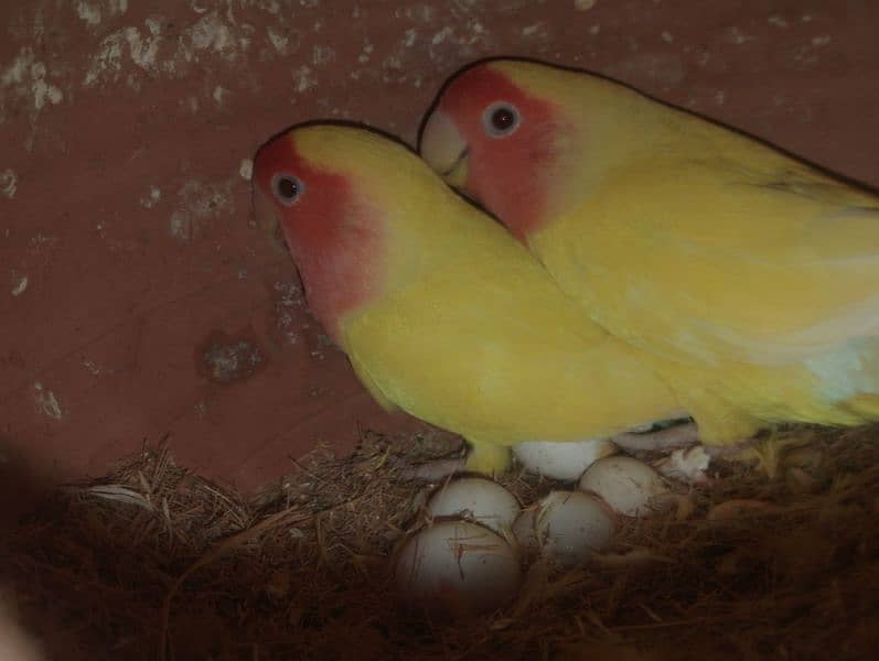 Love birds albino fisher lutino blue pasnata and 12 pairs budgries 0