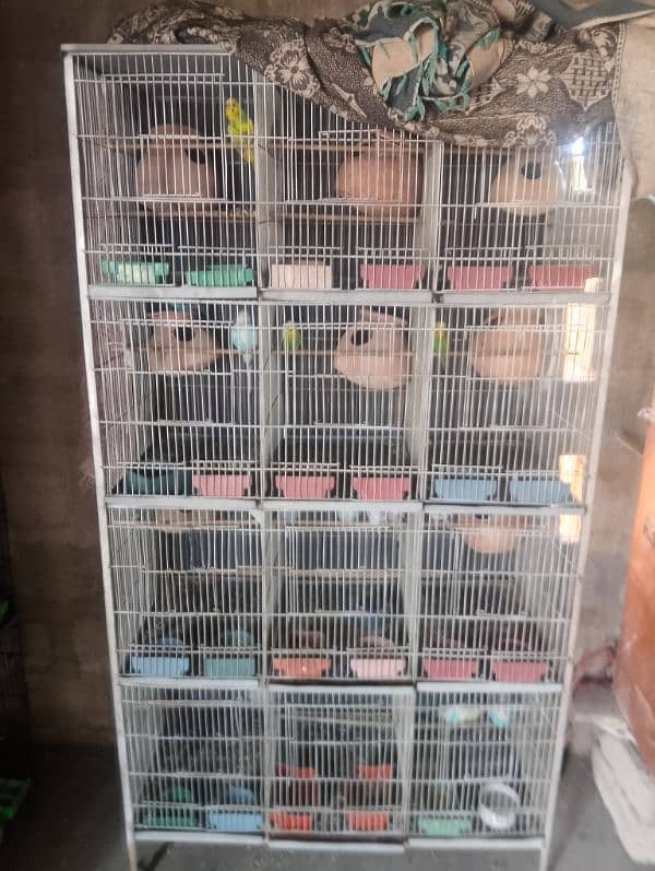 Love birds albino fisher lutino blue pasnata and 12 pairs budgries 3