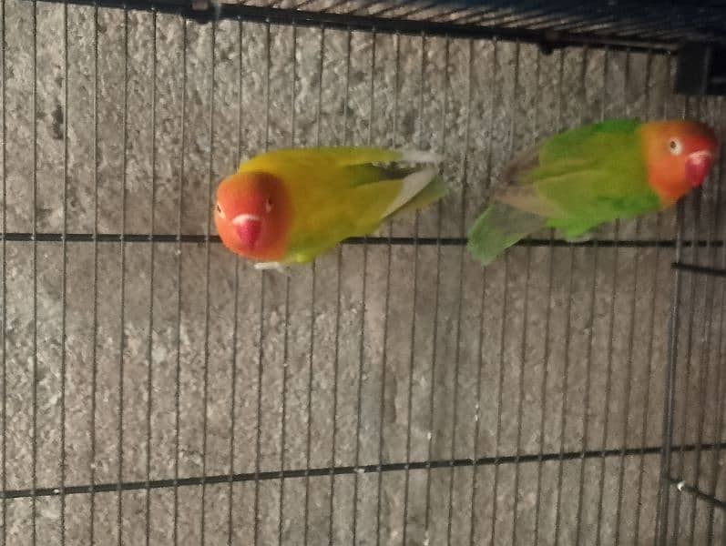 Love birds albino fisher lutino blue pasnata and 12 pairs budgries 5