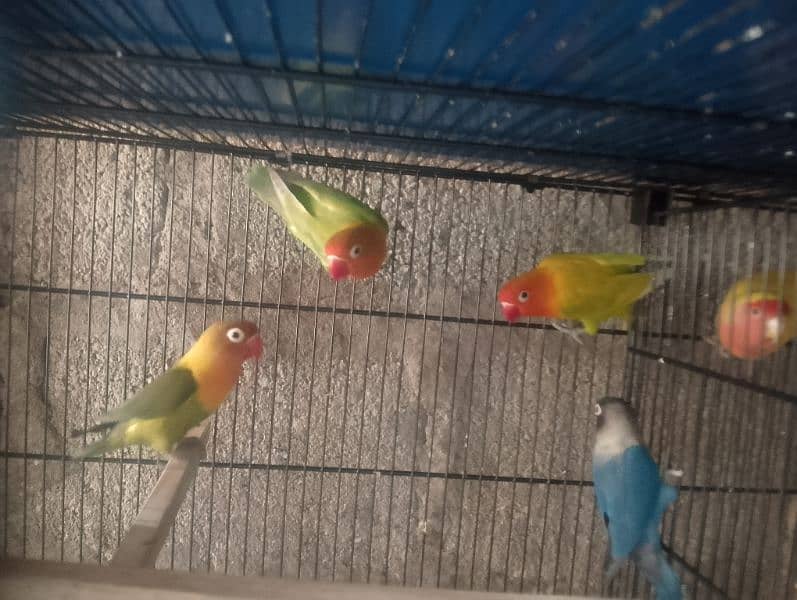 Love birds albino fisher lutino blue pasnata and 12 pairs budgries 9