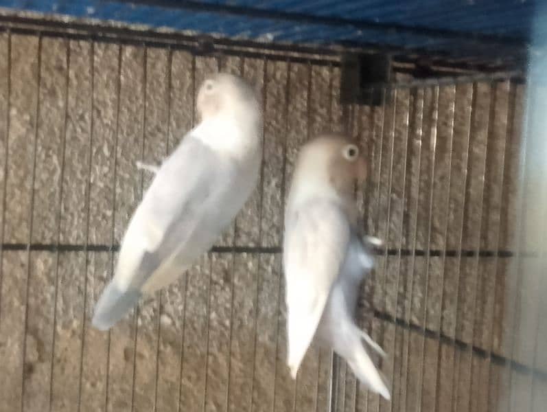 Love birds albino fisher lutino blue pasnata and 12 pairs budgries 10