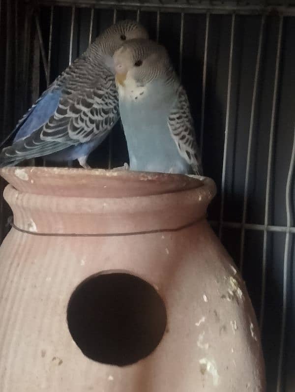 Love birds albino fisher lutino blue pasnata and 12 pairs budgries 11