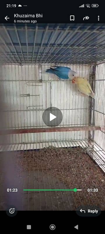 all types of love bird are available at very low price 1