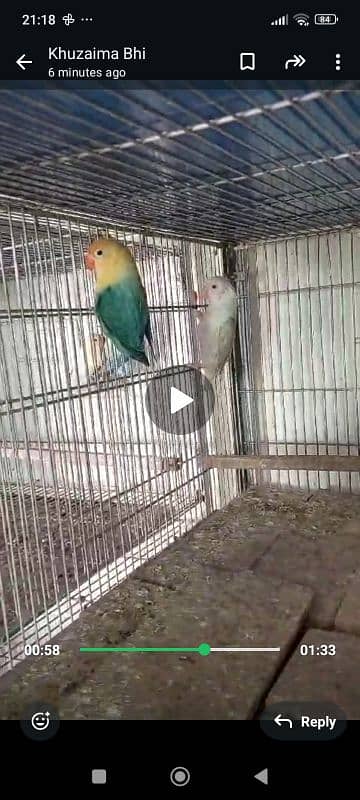 all types of love bird are available at very low price 4