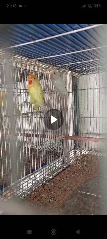 all types of love bird are available at very low price 6