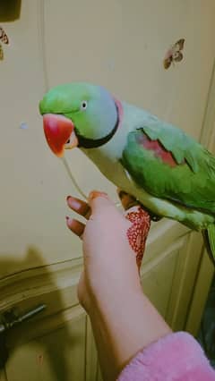 Raw Parrot For Sale / kashmiri raw / raw breeder male for sale