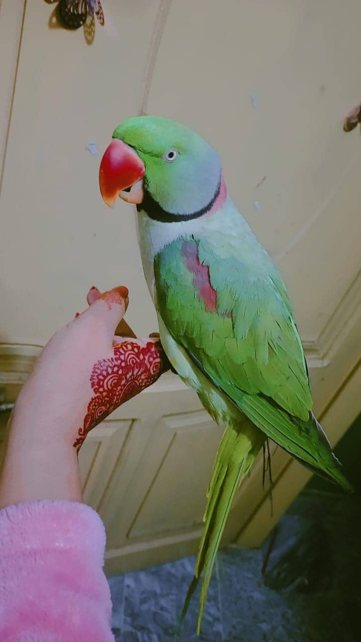 Raw Parrot For Sale / kashmiri raw / raw breeder male for sale 1