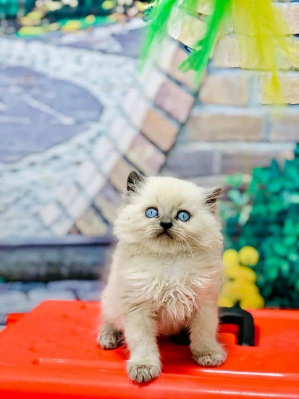 Persian triple coated punch face kitten available for sale 4