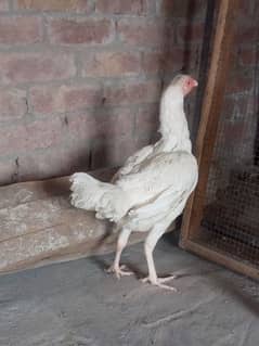 Heera Aseel Hen for sale 03034062599