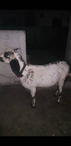 Soony wali Beetal bakri for sale