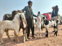 Bakra Goats