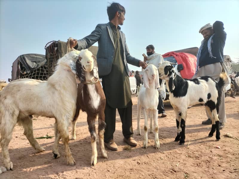 Bakra Goats 0