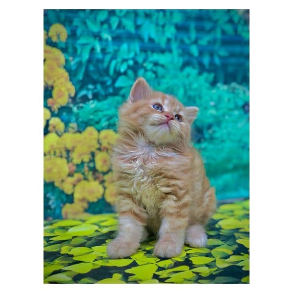 Persian triple coated punch face kitten available for sale 16