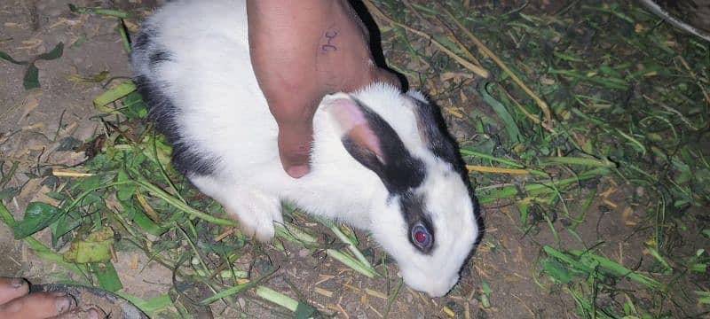 rabit 1