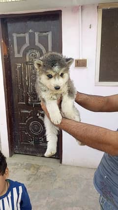 Siberian Husky Male