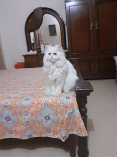 Persian Cat