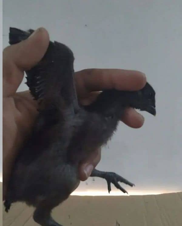 Aseel dragon chicks 1