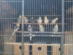 Cocktails & Lovebirds Breeder Pair for sale