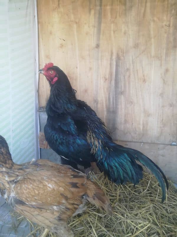 assel thaii chiks egg and breader pair available 1