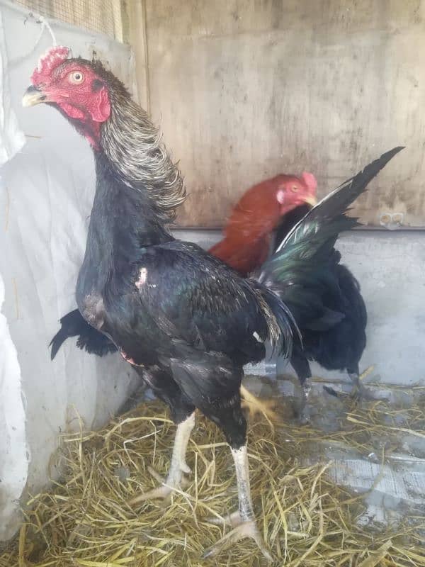 assel thaii chiks egg and breader pair available 3