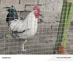 1 breeder murgha and 3 misri hens in 5500