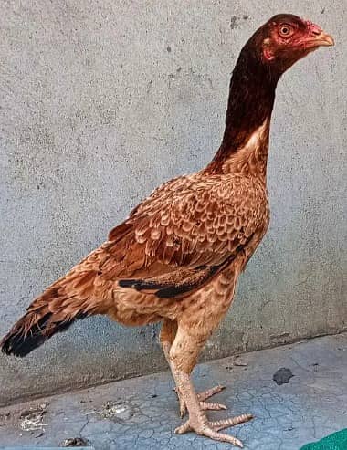 pure aseel hen/kamaliya madi/ long hight aseel/ egg laying hen 0