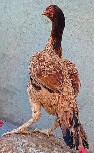 pure aseel hen/kamaliya madi/ long hight aseel/ egg laying hen 1