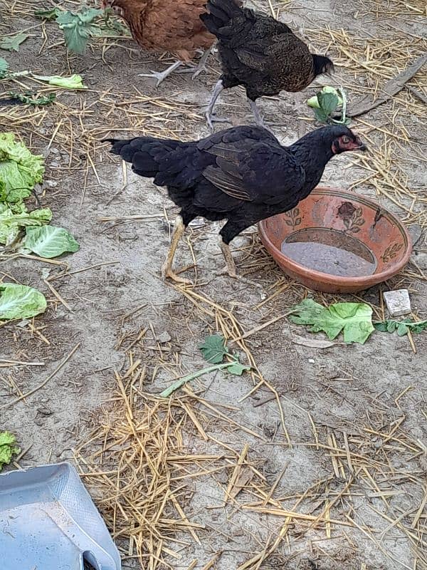 female aseel murgi for sale hen for sale 1