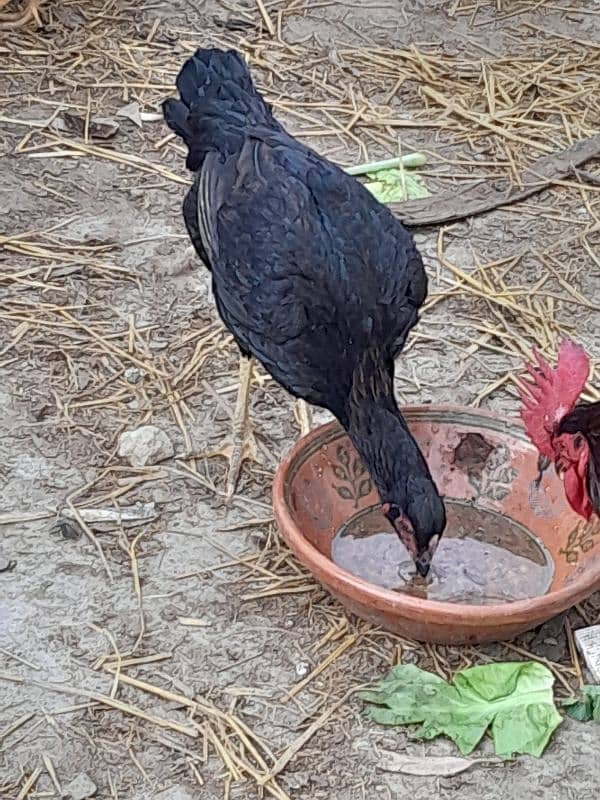 female aseel murgi for sale hen for sale 2