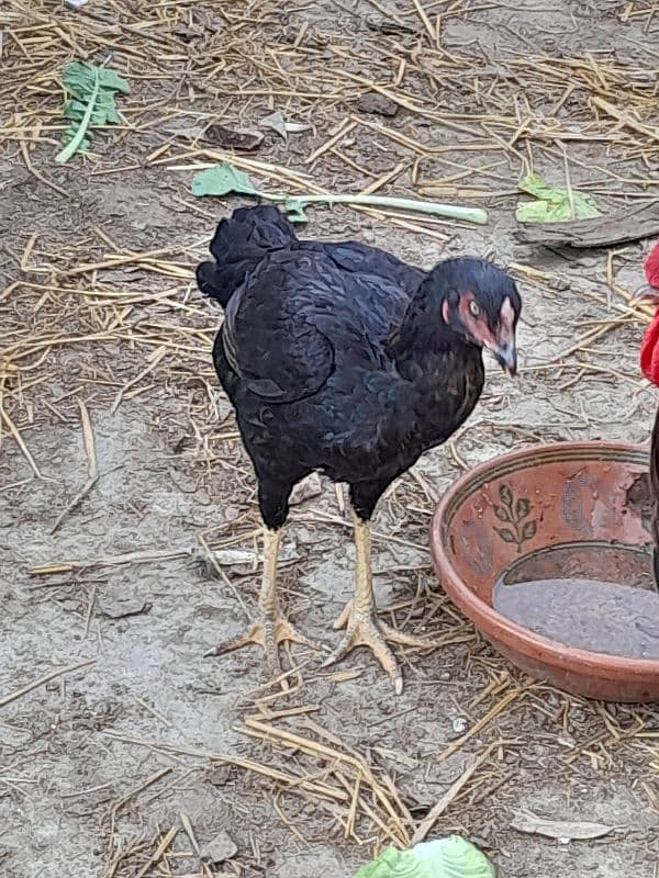 female aseel murgi for sale hen for sale 3