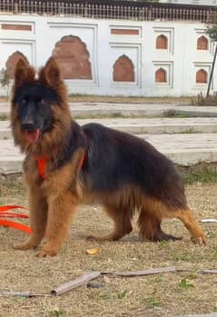 German Shepherd Female Dog | German Shepherd Dog For Sale