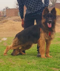 German Shepherd Male Dog | German Shepherd Dog For Sale