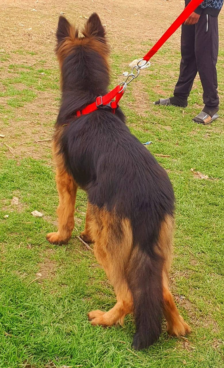 German Shepherd Male Dog | German Shepherd Dog For Sale 1