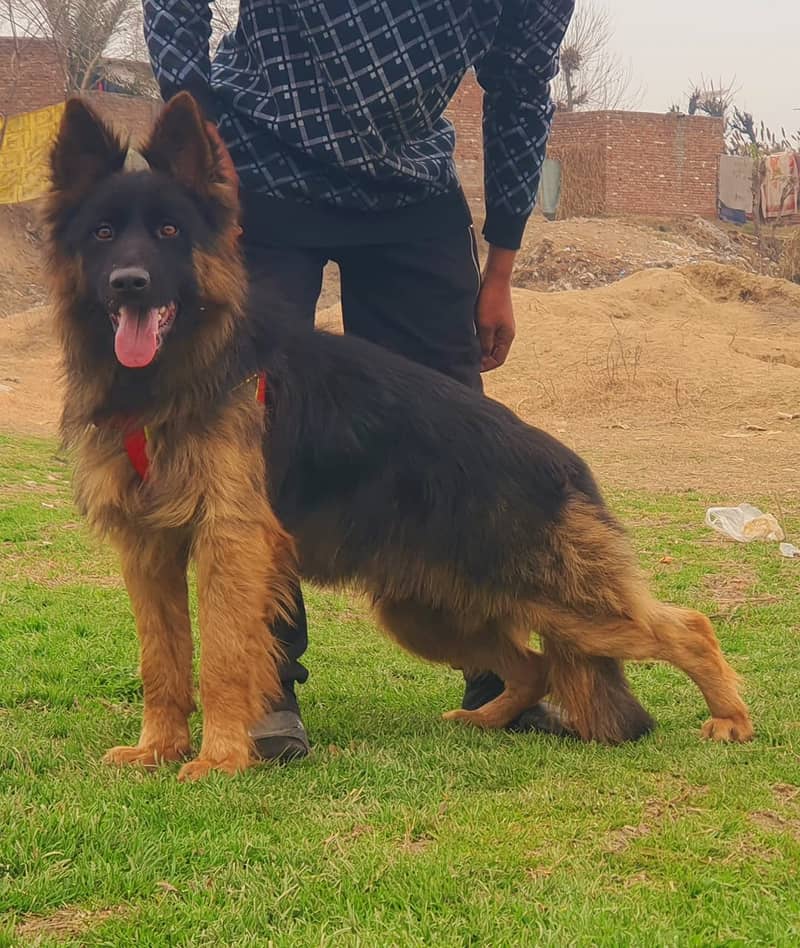 German Shepherd Male Dog | German Shepherd Dog For Sale 2